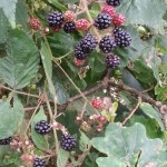 20140827_145930