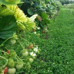 Strawberries at chest height!
