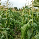 Exploring amongst the corn!