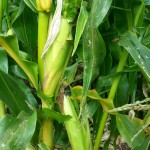 Corn as fresh as it gets.