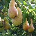 Pears ready to be picked.