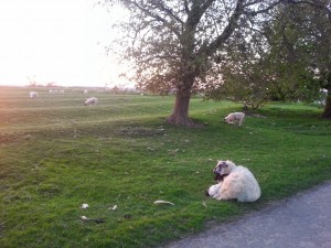 Sheep & Lambs near Napton