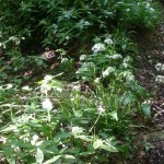 Finally spotted some Wild Garlic