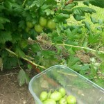 Gooseberry Picking