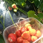 Strawberries @ Malt Kiln Farm