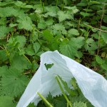 Nettle Picking