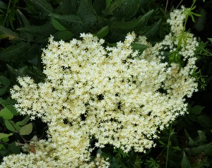 Elderflower in Bloom